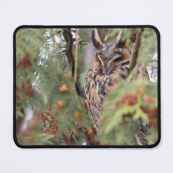 Item preview, Sleeping Long-eared Owl designed and sold by Jukka Jantunen.