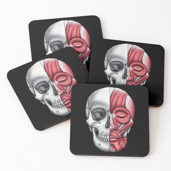 Item preview, Anatomical Skull with Facial Muscles designed and sold by mermaidronnie.