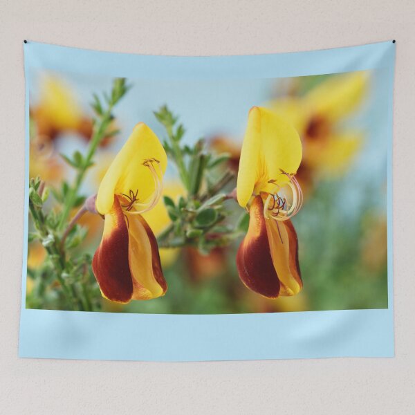 Item preview, Cytisus scoparius f. andreanus  Broom   designed and sold by Chris Burrows.