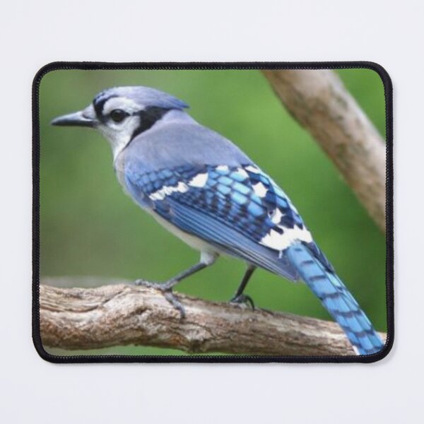 Artikelvorschau, BlueJay entworfen und verkauft von UmbreMoon.