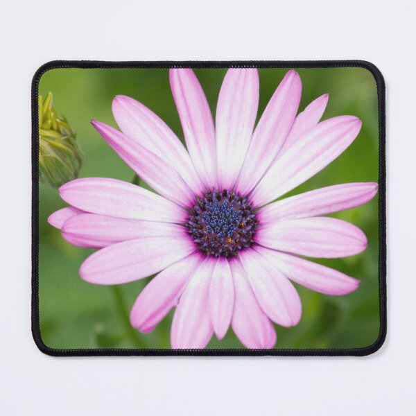 Item preview, Osteospermum Flower designed and sold by Stingray.