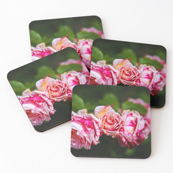 Item preview, Three Pink Variegated Roses designed and sold by Joy Watson - Natural Light Photography .