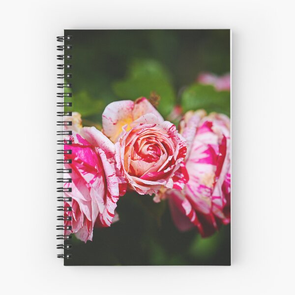 Item preview, Three Pink Variegated Roses designed and sold by Joy Watson - Natural Light Photography .