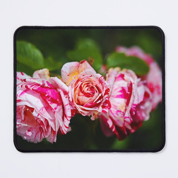 Item preview, Three Pink Variegated Roses designed and sold by Joy Watson - Natural Light Photography .
