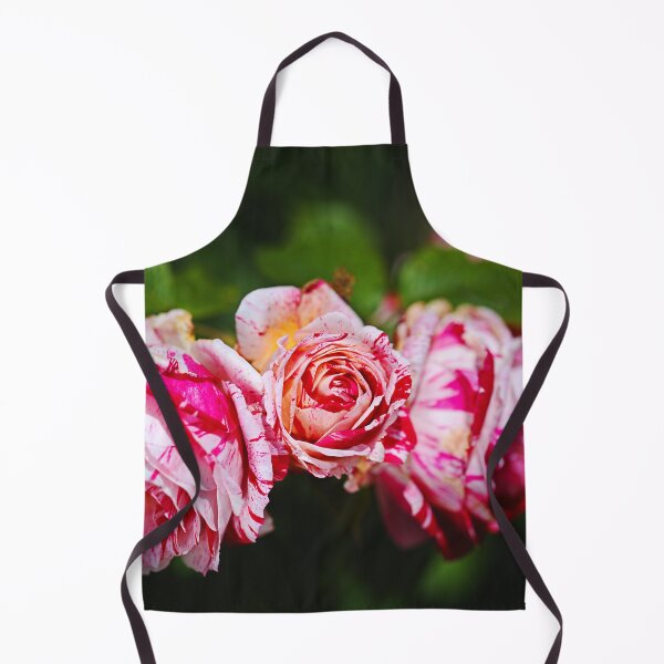 Item preview, Three Pink Variegated Roses designed and sold by Joy Watson - Natural Light Photography .
