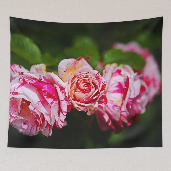 Item preview, Three Pink Variegated Roses designed and sold by Joy Watson - Natural Light Photography .