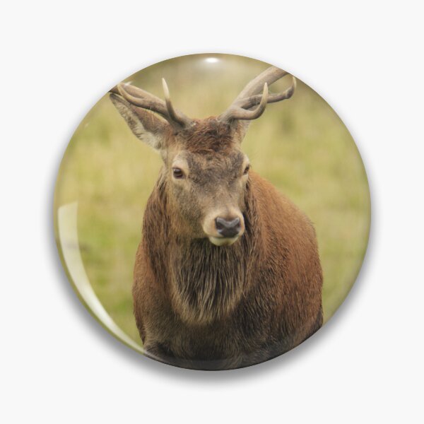 Item preview, Red deer designed and sold by Kerrie-Ann Ellison.