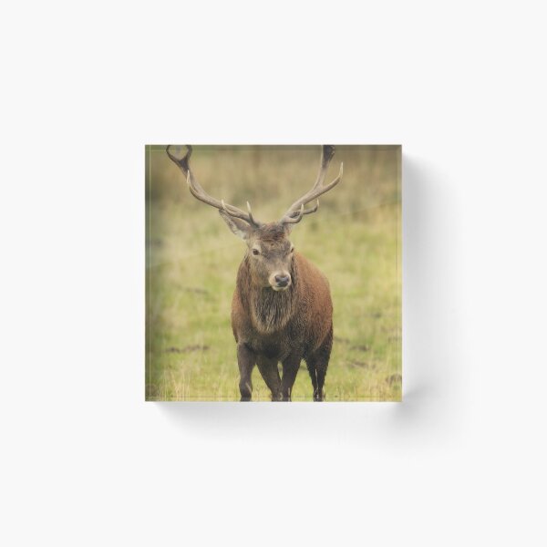 Item preview, Red deer designed and sold by Kerrie-Ann Ellison.