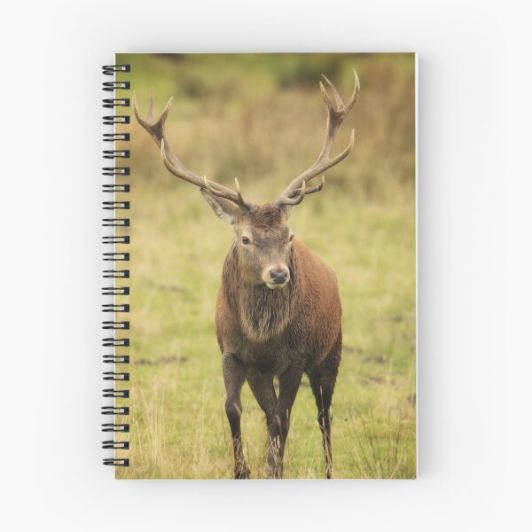 Item preview, Red deer designed and sold by Kerrie-Ann Ellison.