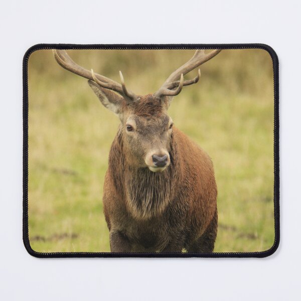 Item preview, Red deer designed and sold by Kerrie-Ann Ellison.