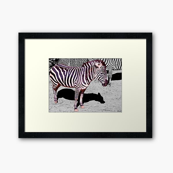 The dust in this zoo ruins my coat! Framed Art Print