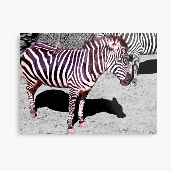 The dust in this zoo ruins my coat! Metal Print