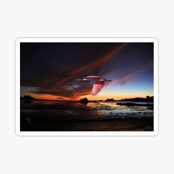 Item preview, Rosette Spoonbill at Sunset designed and sold by billfox256.