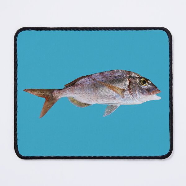 Item preview, Pagellus erythrinus, red bream, common bream designed and sold by mary02.