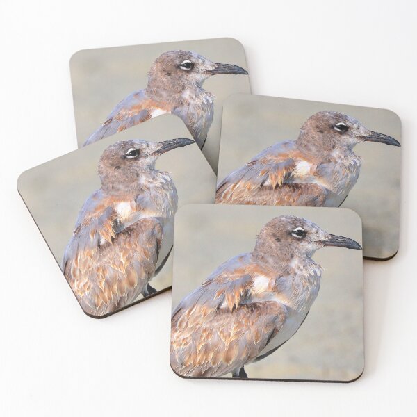 Item preview, Laughing Gull designed and sold by Parks and X.