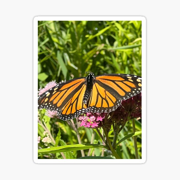 Monarch Resting Sticker