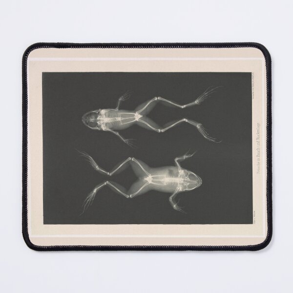 Item preview, Frogs Prone and Supine by Josef Maria Eder, Eduard Valenta designed and sold by Amanda1775.