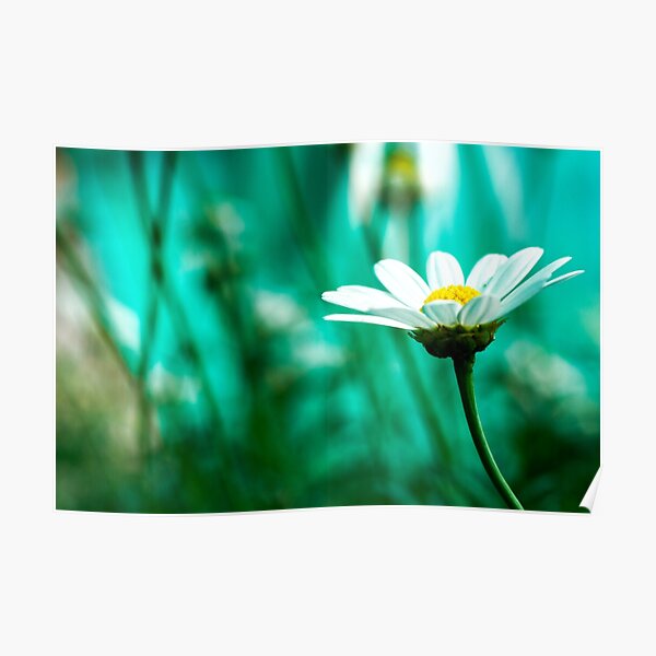 Daisy Poster