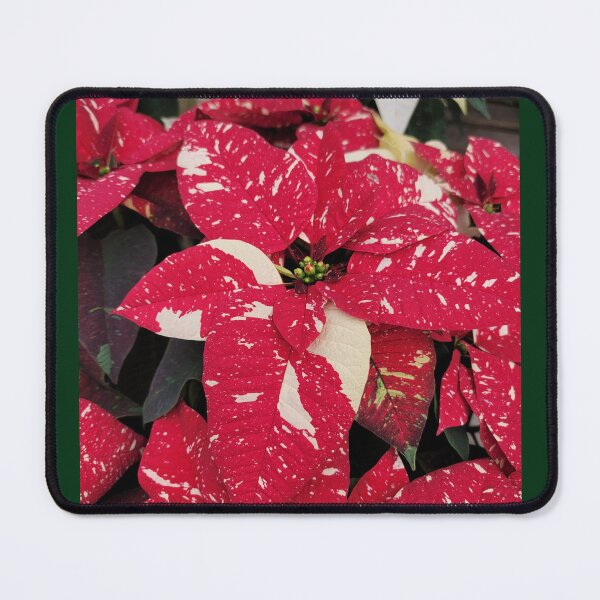 Item preview, Poinsettias designed and sold by letthefinbegin.