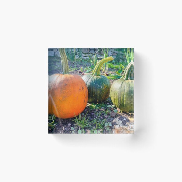 Item preview, Trio of Pumpkins designed and sold by AurielLothrian.