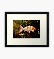 Pink And Orange Gold Fish Framed Print