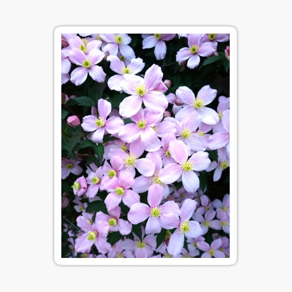 Pink clematis flowers Sticker