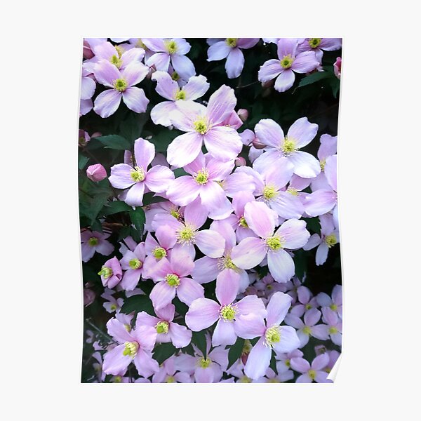 Pink clematis flowers Poster