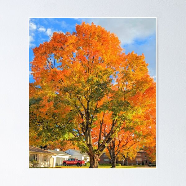 Item preview, Orange Burst designed and sold by aebenge.