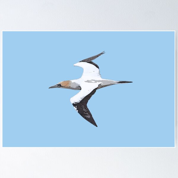 Item preview, Australasian Gannet Color Design  designed and sold by designsasstultd.