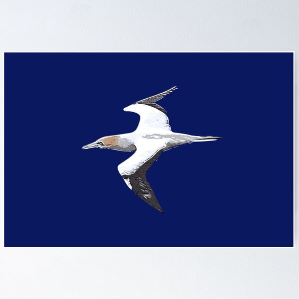 Item preview, Australasian Gannet White Alternate Design  designed and sold by designsasstultd.