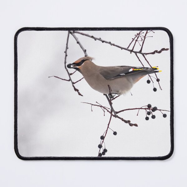 Item preview, Bohemian Waxwing designed and sold by Marty Samis Photography.