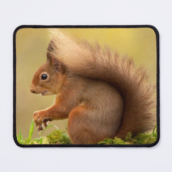 Item preview, Red Squirrel designed and sold by Macrae images.