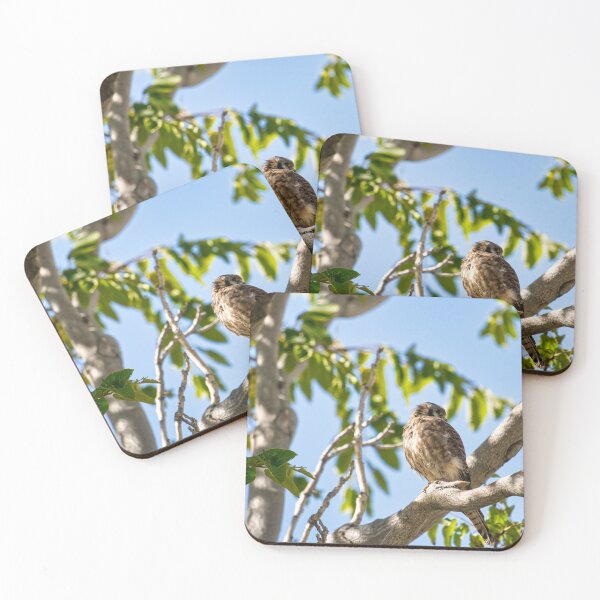 Item preview, American Kestral in Tree designed and sold by LayoverJourney.