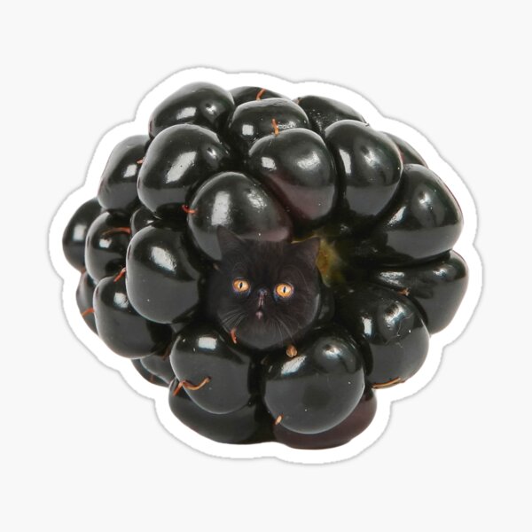 Blackberry cat Sticker