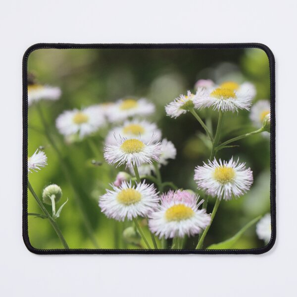 Item preview, Small white daisies growing in summer sunlight against blurred background Philadelphia fleabane designed and sold by Jacobs-Media.
