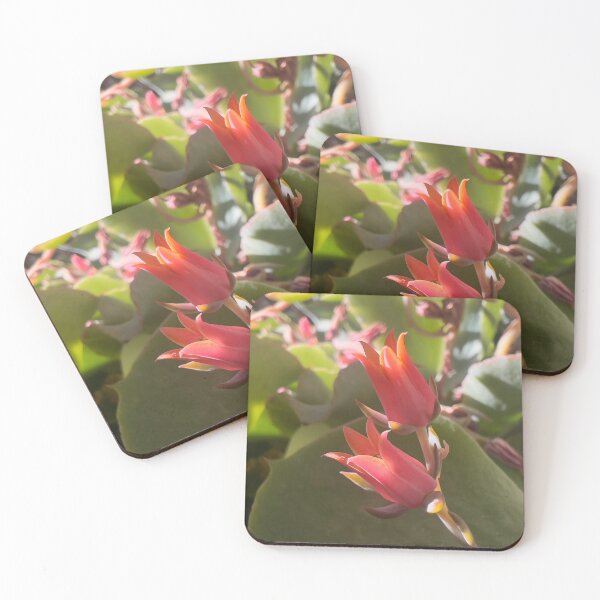 Item preview, Chalk Dudleya designed and sold by Betsy Phillips.