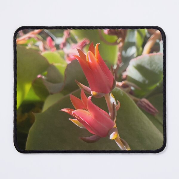 Item preview, Chalk Dudleya designed and sold by Betsy Phillips.