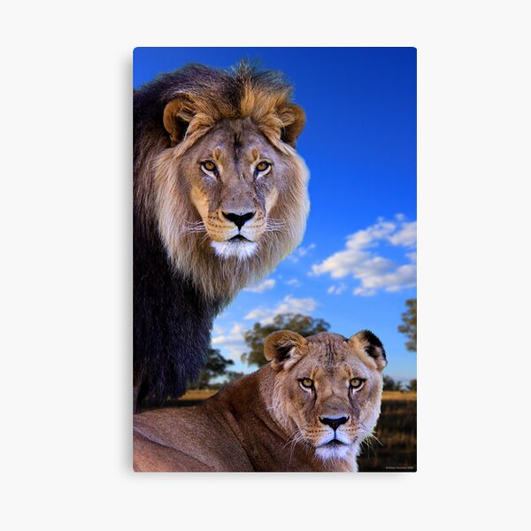 King and his Queen Canvas Print