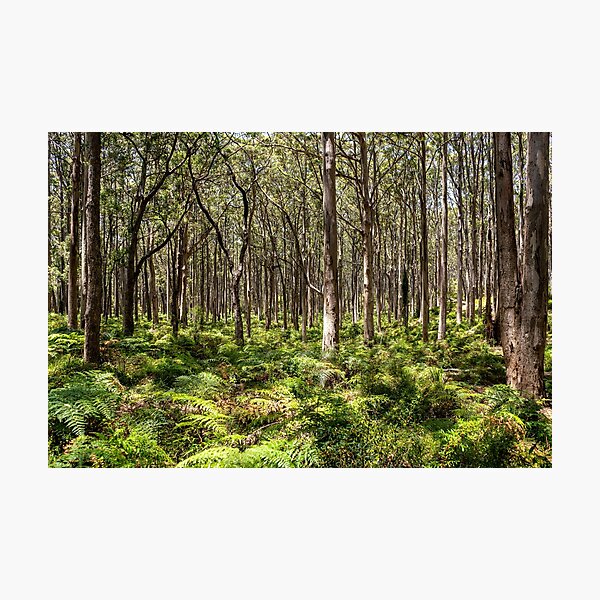Item preview, Down South Trees designed and sold by ContahImages.