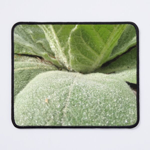 Item preview, Mullein plant  designed and sold by Crispaytaco.