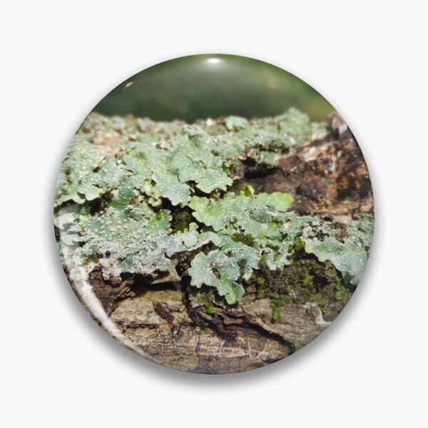 Item preview, Lichen on a log designed and sold by Crispaytaco.