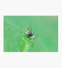 insect unknown Photographic Print