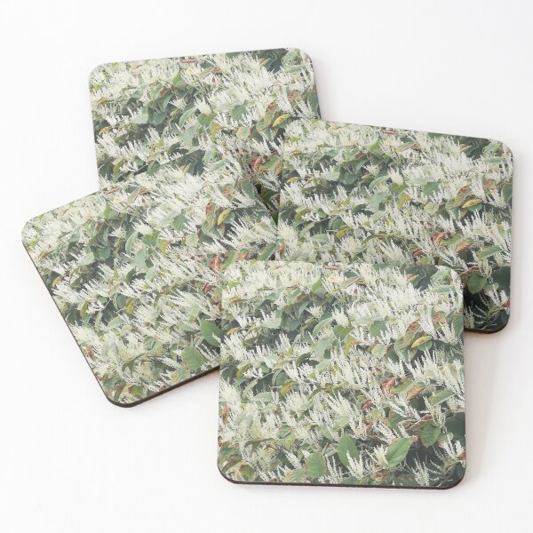 Item preview, Fallopia japonica designed and sold by EveryGarden.