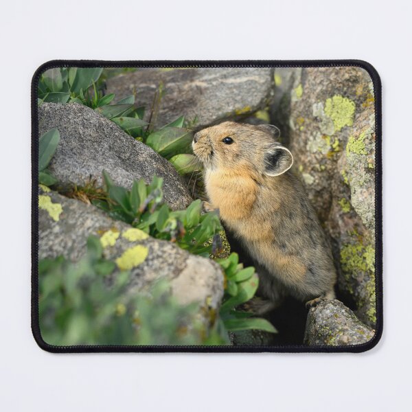 Item preview, Baby Pika standing on a rock designed and sold by Eivor Kuchta.