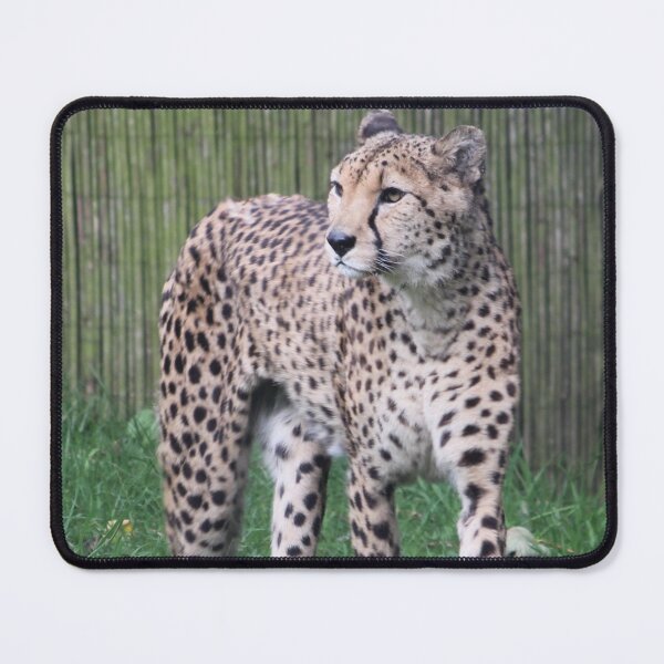 Item preview, Cheetah designed and sold by AnthonyThomas.