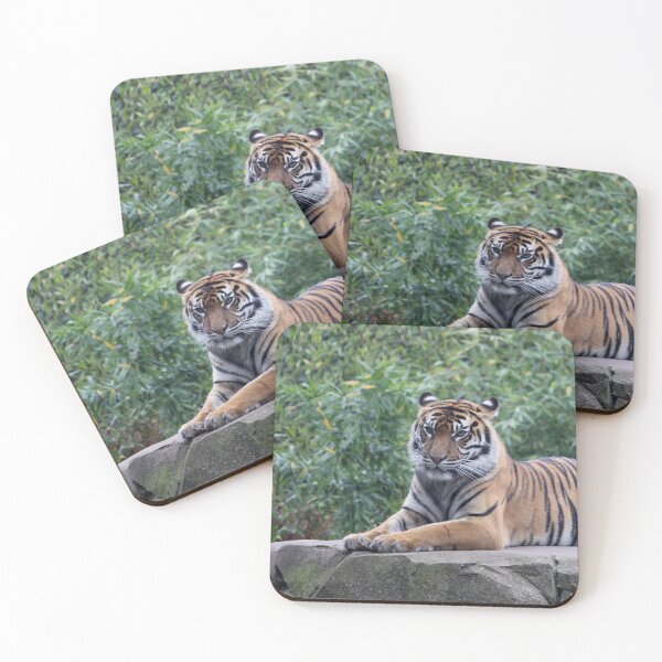 Item preview, Tiger at Chester Zoo designed and sold by AnthonyThomas.
