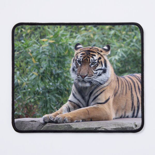 Item preview, Tiger at Chester Zoo designed and sold by AnthonyThomas.