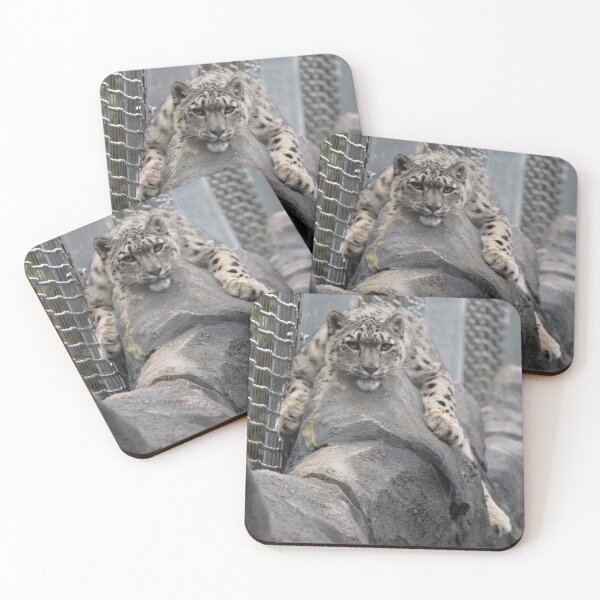 Item preview, Snow leopard at Chester Zoo designed and sold by AnthonyThomas.