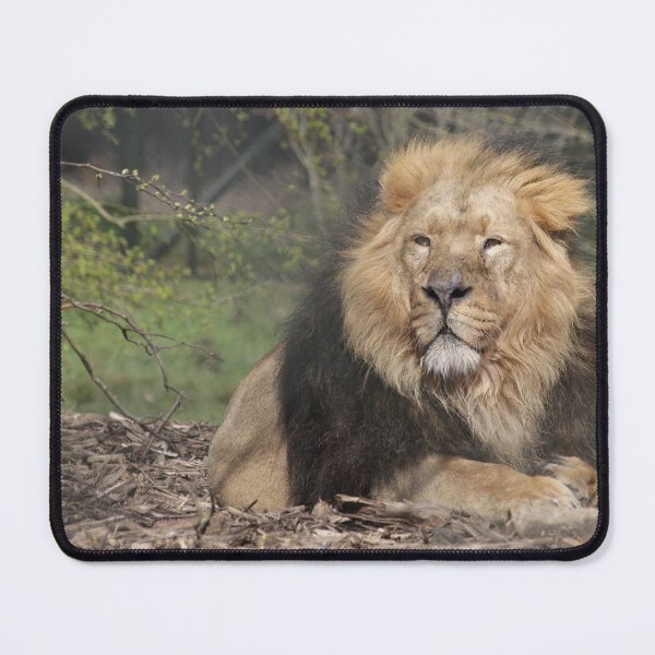 Item preview, Lion at Chester Zoo designed and sold by AnthonyThomas.