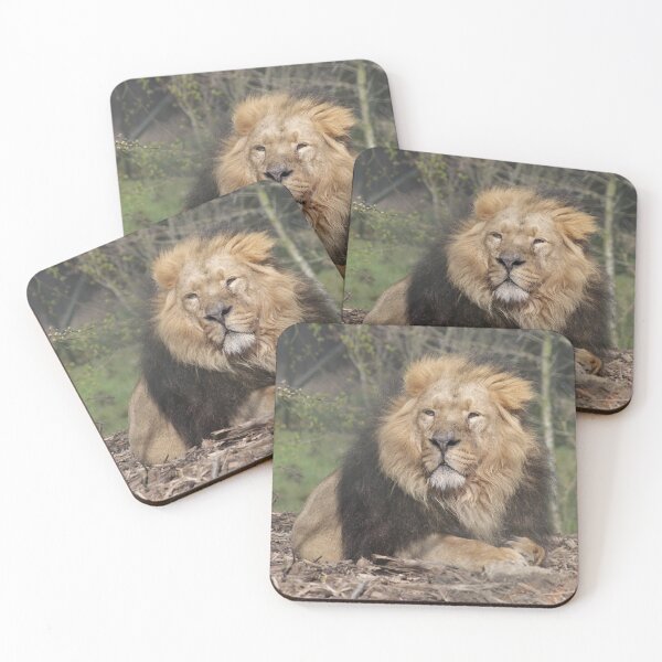 Item preview, Lion at Chester Zoo designed and sold by AnthonyThomas.